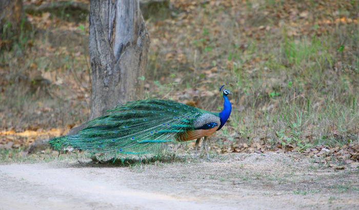 Kanha National Park - Travel Gallery